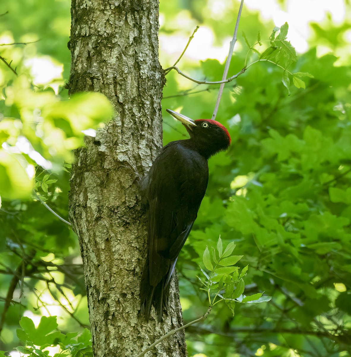 Cuckoo / Black Woodpecker