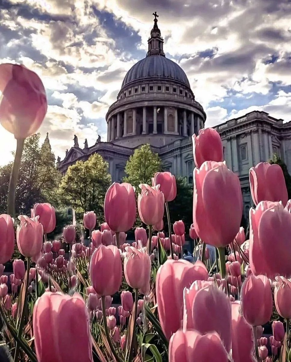 Good afternoon from Londres🌻👌
By Map Of Europe
#nature #NaturePhotography