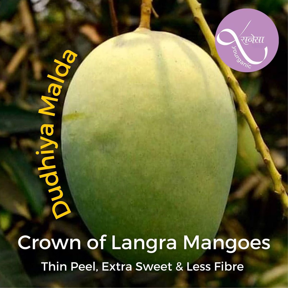 sanesa's tweet photo. 🥭 𝗗𝗨𝗗𝗛𝗜𝗬𝗔 𝗠𝗔𝗟𝗗𝗔 - 𝗖𝗥𝗢𝗪𝗡 𝗢𝗙 𝗟𝗔𝗡𝗚𝗗𝗔
Thin peel, extra sweet & low fibre topping up spicy & citrusy twist of Langda. It is said <1000 trees of Malda are left.
#sanesa #yourganic #organic #chemicalfree #maldamango #langdamango #carbidefree #mango #delhincr https://t.co/bzzJnQ9WBo