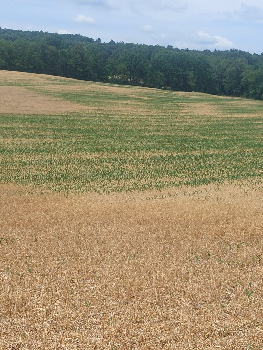 Greg Roth tweet media