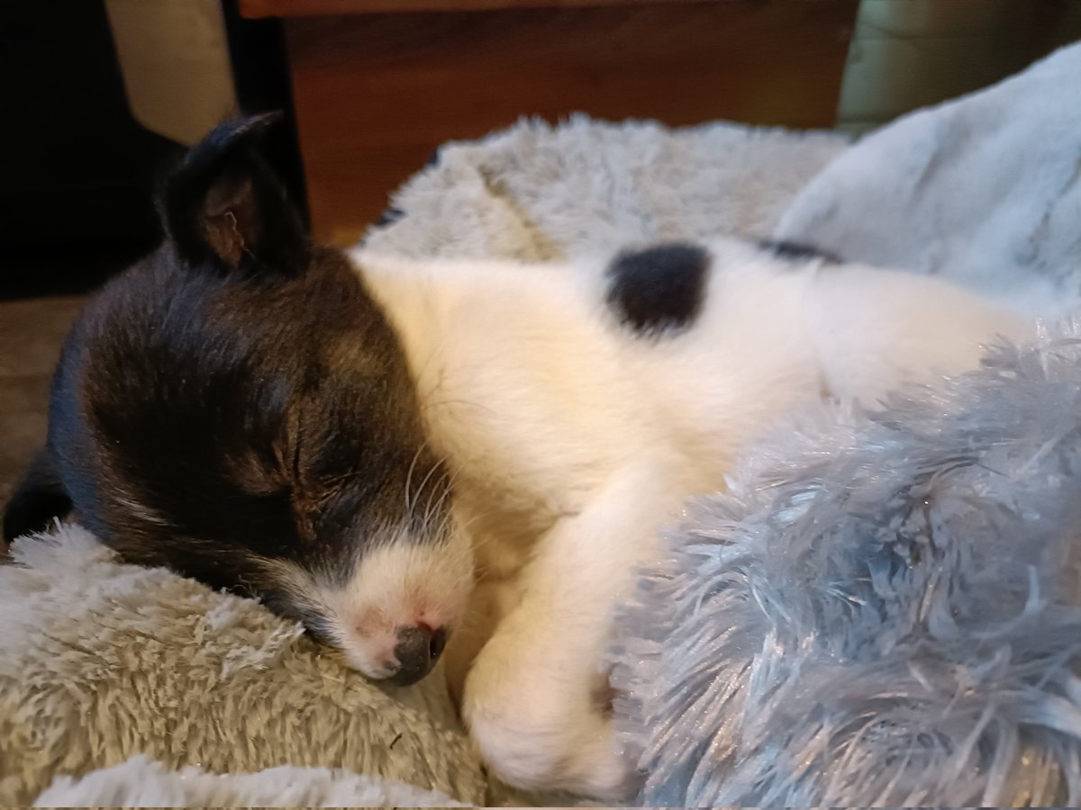 cosy_raindrop's tweet photo. Welcome to the family Paddy 🥹🐶🐾 https://t.co/6lTVlOPrFL