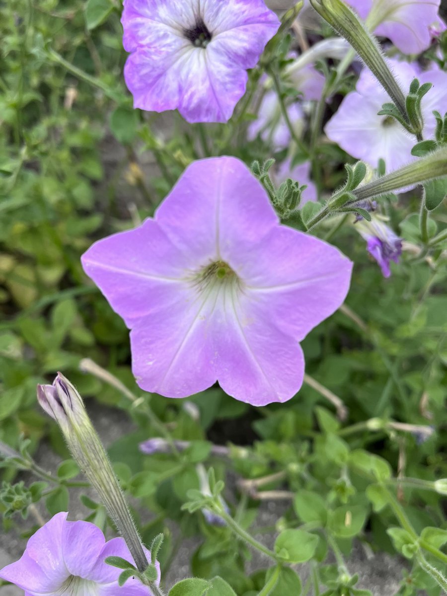 おはようございます〜

近所のお花シリーズ　5️⃣7️⃣

ペチュニア

ガーデニングの定番

花言葉は、「あなたと一緒なら心がやわらぐ」

☔️に負けないで