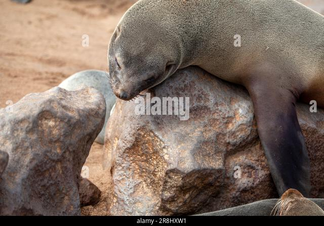 binorable's tweet photo. Russian and African fur seals 
#AlamyPOTM #AlamyTheAnimalKingdomImage
Image IDs: E1MH1K, H4DCBC, E1MH1X, 2R8HXW1
@AlamyContent https://t.co/TPDMmIRaJs
