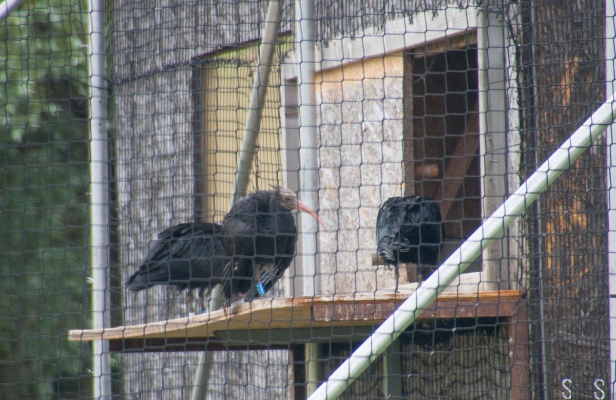 BOsterath's tweet photo. Northern bald ibises at the Waldrappteam training camp https://t.co/DaFJeR1XI1