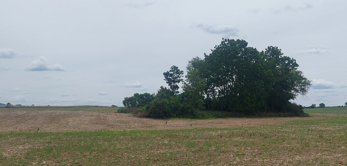 Greg Roth tweet media