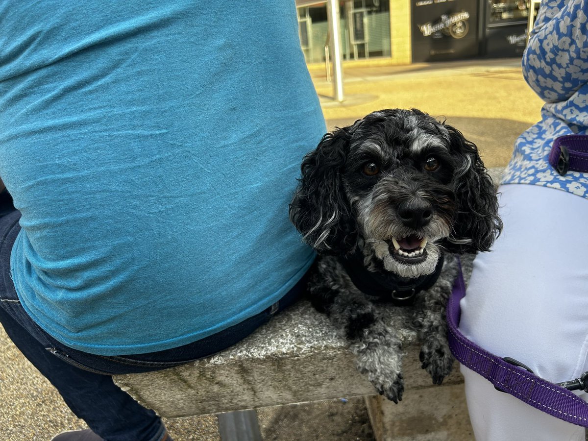 Jupiter_Hadley's tweet photo. Did a bunch of raids today too! No shiny jellies yet!m, but lots of doggos #pokemongo #gosnapshot #pokemonsnapshot https://t.co/asrUtXA0jI
