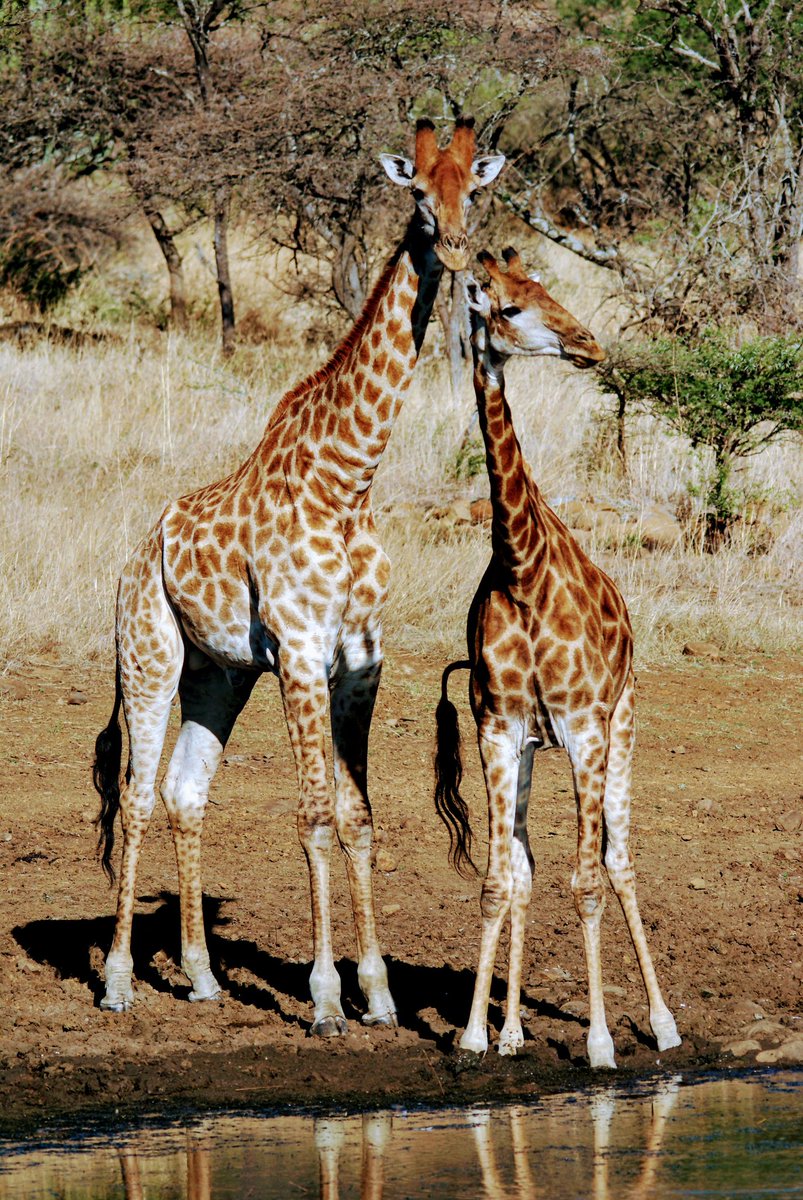 I think these two are in love. #WorldGiraffeDay 
#WorldGiraffeDay2023. Weenen Nature Reserve, South Africa.