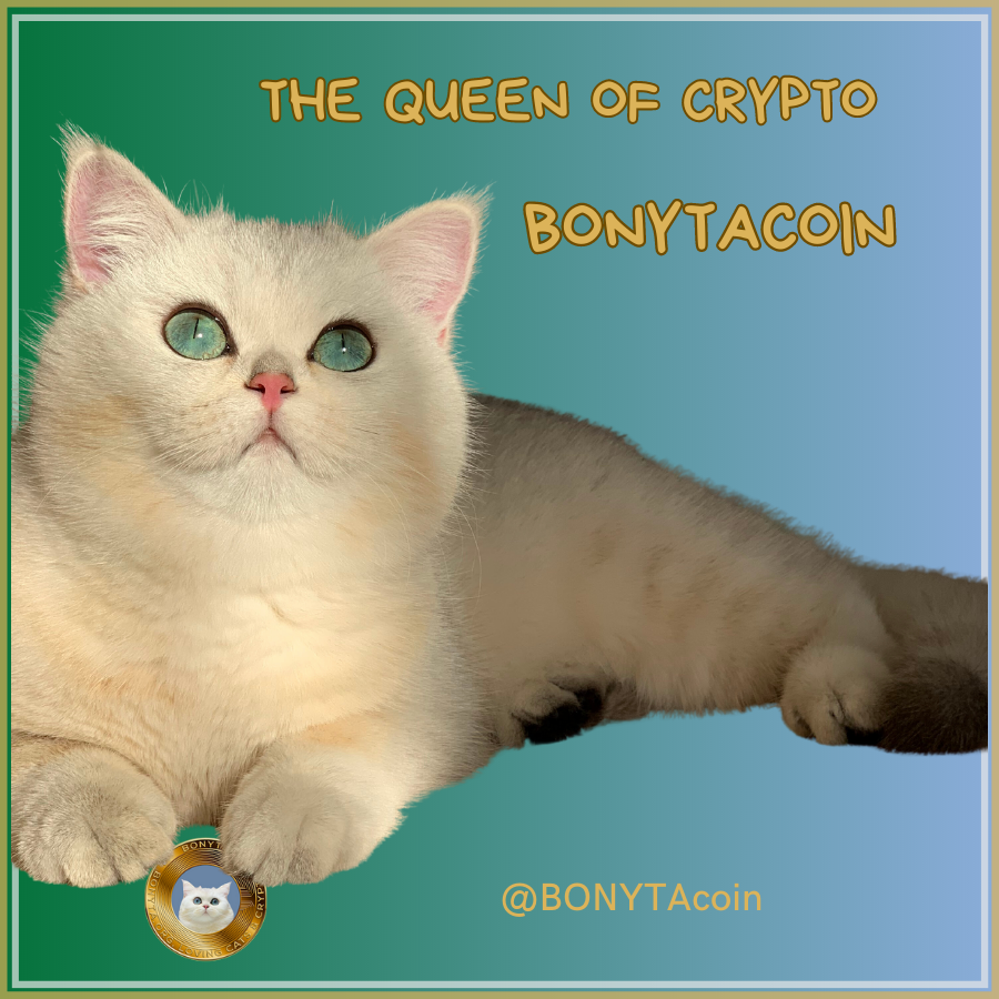 BonytaCoin's tweet photo. 🌙 BONYTA's memecoin shines as bright as the moon, illuminating the way to a crypto world where love for cats and financial success go hand in paw. #BONYTA #CryptoMoonlight ✨ https://t.co/MW03LQMMGj