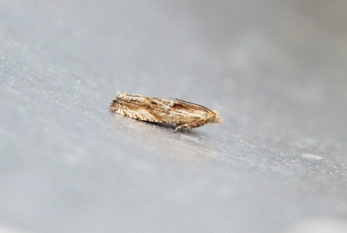 attjemeekma's tweet photo. De micro’s (namen eindigen vaak op -mot of -bladroller) tellen niet mee voor #BIMAG. Als ze blijven zitten en ik tijd heb, maak ik foto’s. Door het formaat best lastig😅
#zonnesproetbladroller
#koolbladroller
#distelknoopvlekje
#gewone_grasmot
#insectenopdeboerderij 🐄🦋🌙 https://t.co/hcaVm7369y