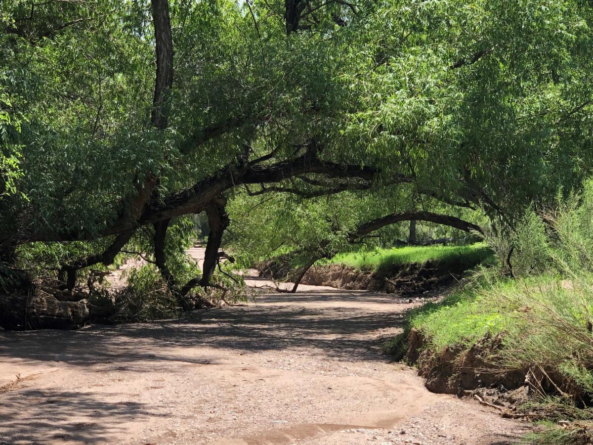 Happy Summer Solstice to each of you! 
Enjoy this recent feature story from Arizona Luminaria about Sopori: An Arizona water story where ranchers, environmentalists and developers are collaborating. 
conta.cc/3JseAgq