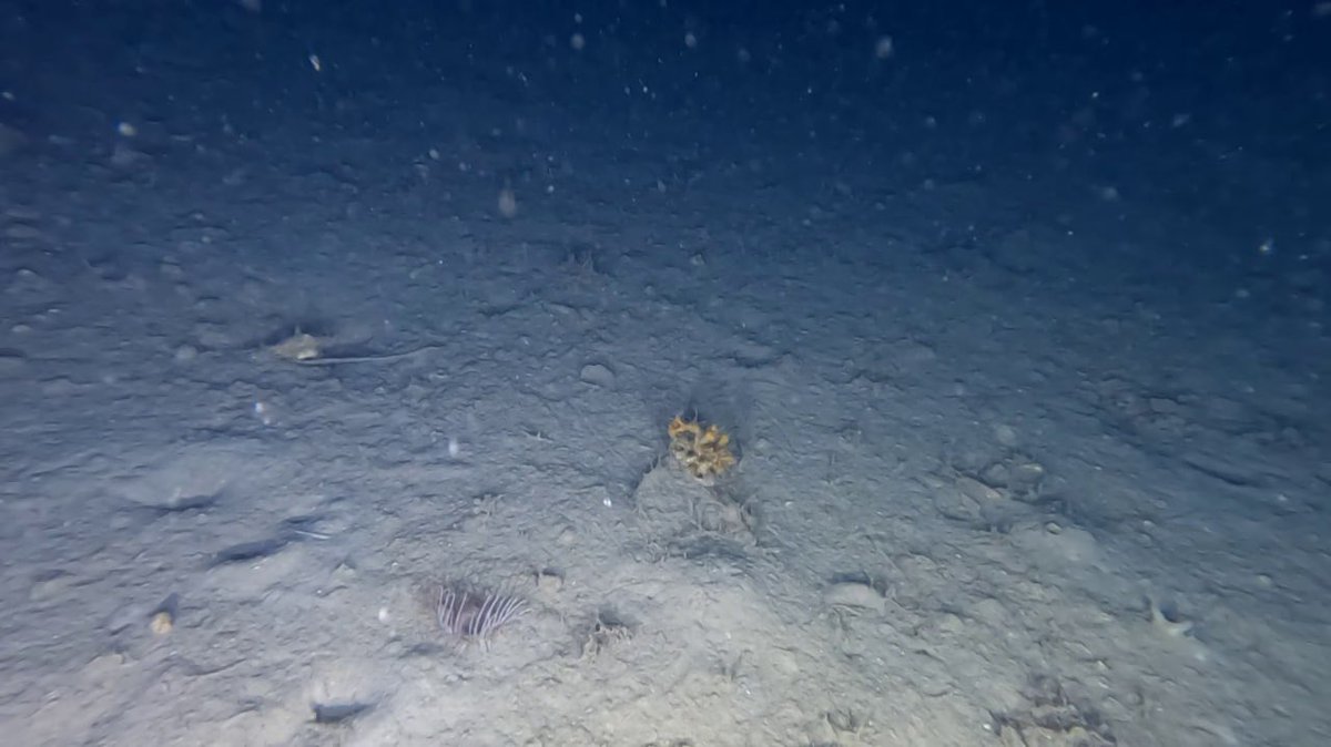 Someday, we will be able to explore the deep ocean as <a href="/SchmidtOcean/">Schmidt Ocean</a> and <a href="/MBARI_News/">MBARI</a> . Meanwhile, we are very proud of our little ROV that have reached 90 meters depth and taken these pictures 😊🌊
