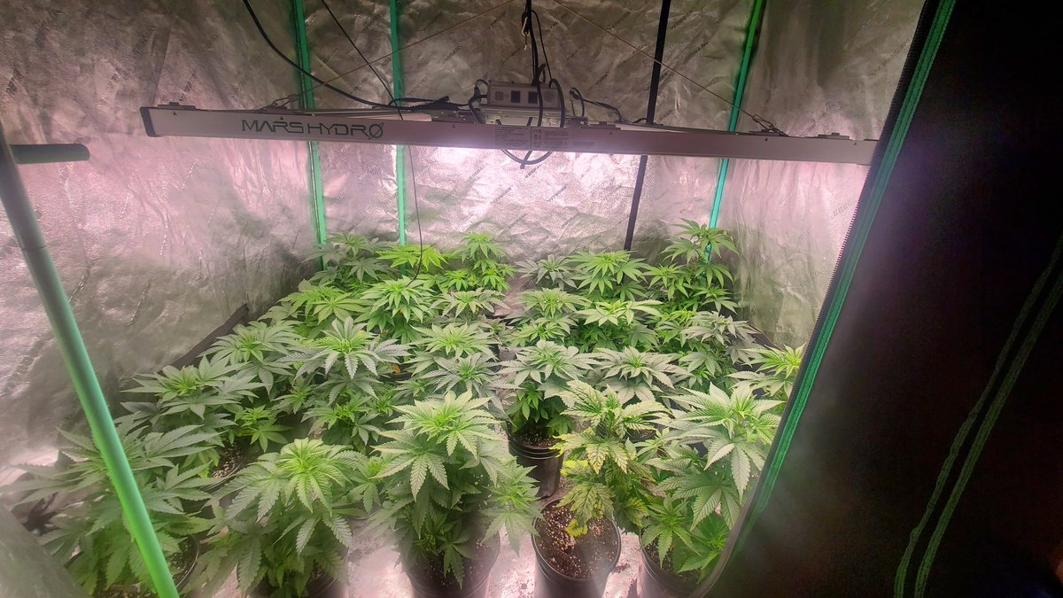 jimmy_holleran's tweet image. Just a few more days and these ladies are going into flower under the FCE4800 Smart edition #marshydroappcontrol #Bluetoothcontrol #snapinstallation #remotecontrol 
@Coco_Pan2022 @MarsHydroLight