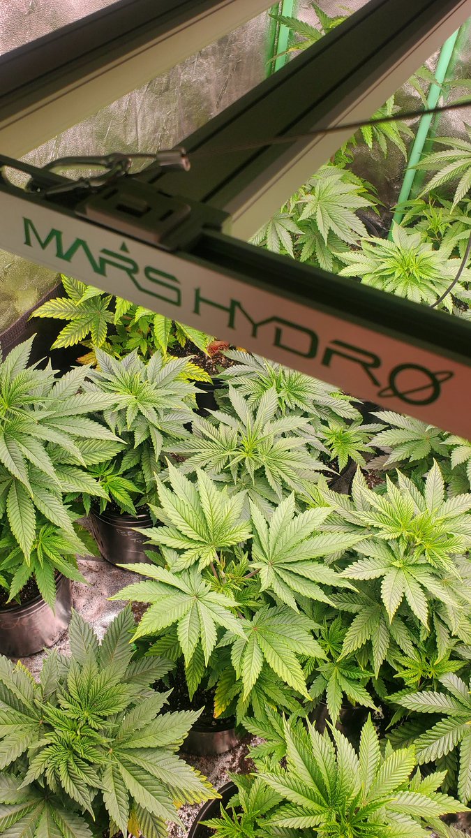 jimmy_holleran's tweet image. Just a few more days and these ladies are going into flower under the FCE4800 Smart edition #marshydroappcontrol #Bluetoothcontrol #snapinstallation #remotecontrol 
@Coco_Pan2022 @MarsHydroLight