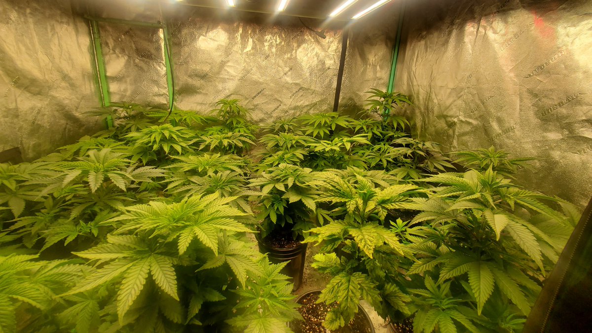 jimmy_holleran's tweet image. Just a few more days and these ladies are going into flower under the FCE4800 Smart edition #marshydroappcontrol #Bluetoothcontrol #snapinstallation #remotecontrol 
@Coco_Pan2022 @MarsHydroLight