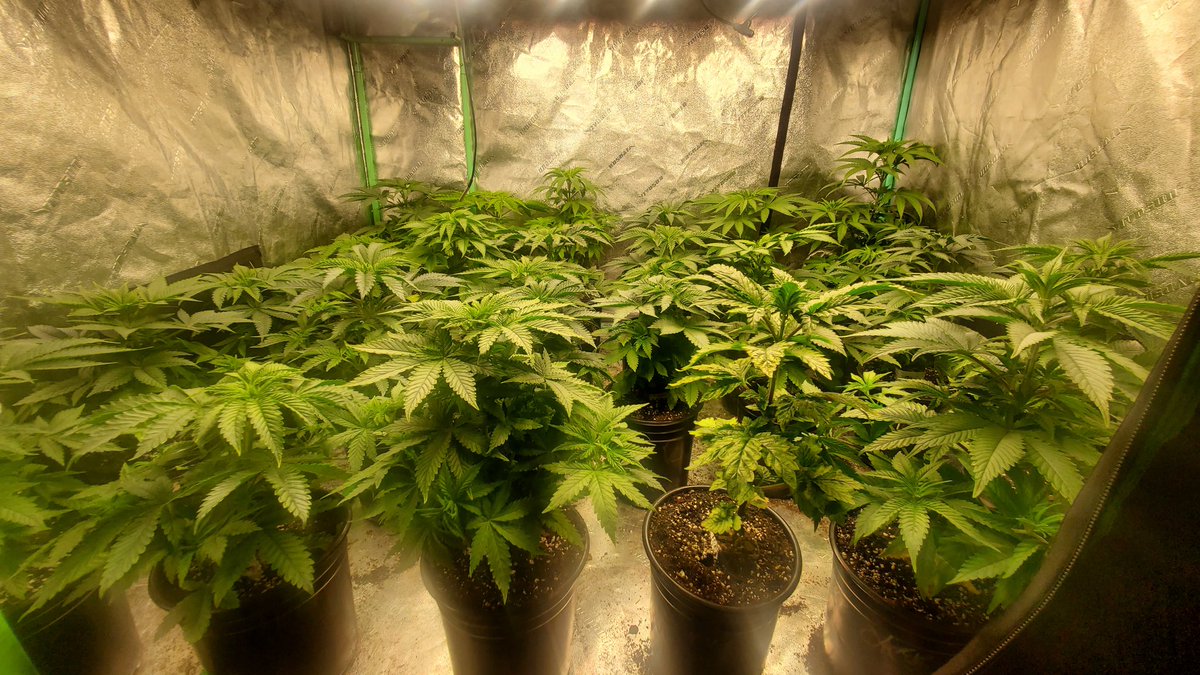 jimmy_holleran's tweet image. Just a few more days and these ladies are going into flower under the FCE4800 Smart edition #marshydroappcontrol #Bluetoothcontrol #snapinstallation #remotecontrol 
@Coco_Pan2022 @MarsHydroLight