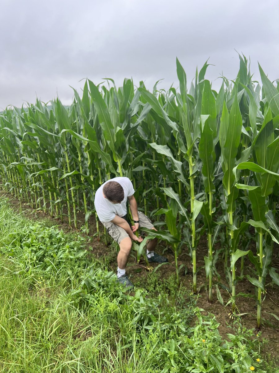 Interesting day at <a href="/HamotCyril/">Cyril Hamot</a> and his father in SW France 🇫🇷 
Very interesting what they do with cover crops and NoTill. Crops looking very promising this year. 
Thank you Cyril and Your dad for your time today !