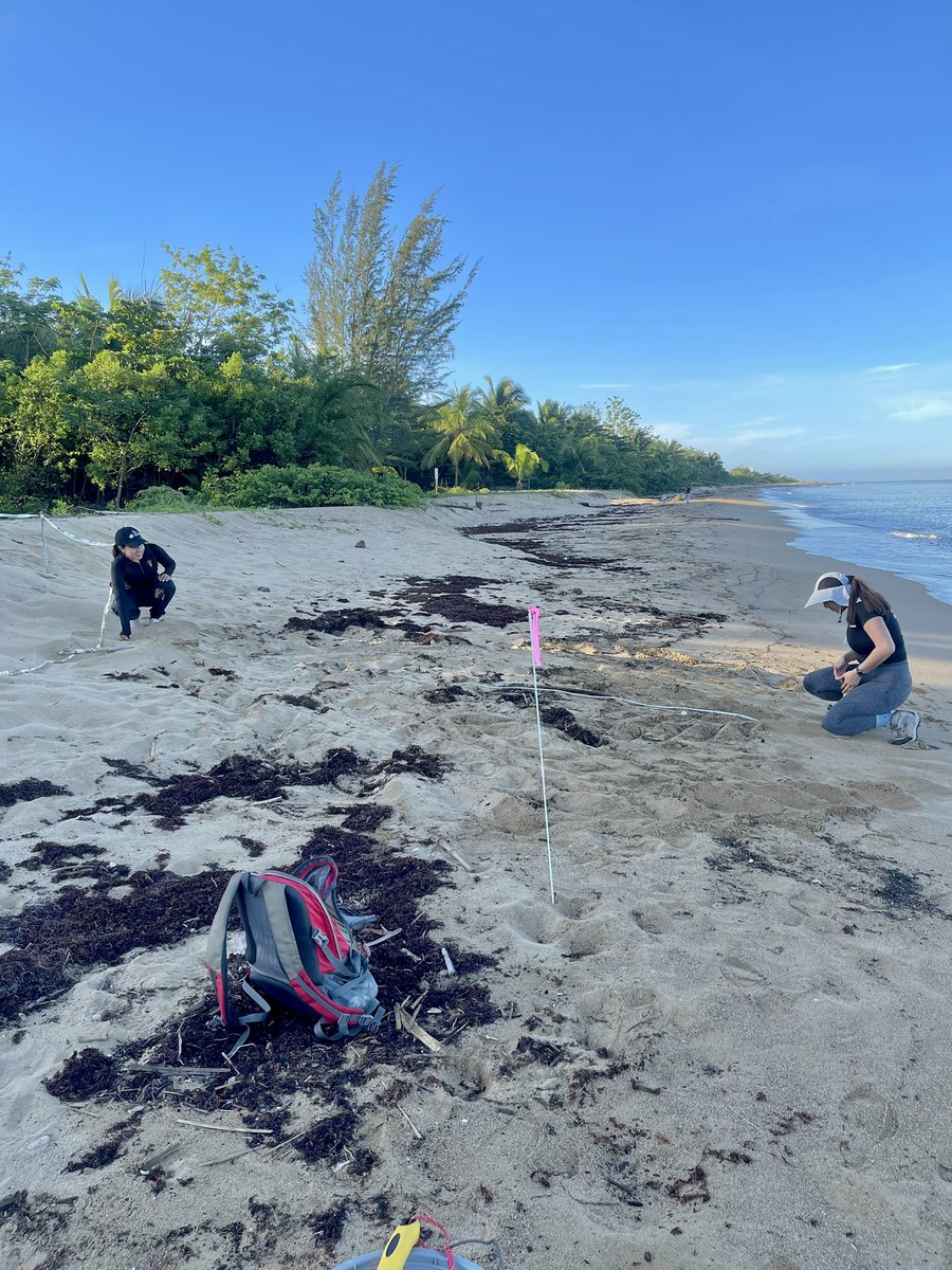 You know you love what you do when you’re suppose to be on vacation, but can’t miss the opportunity of doing field work with nesting leatherbacks in Puerto Rico! Permit: DNA #2023-EPE-012. #seaturtleconservation #asuresearch