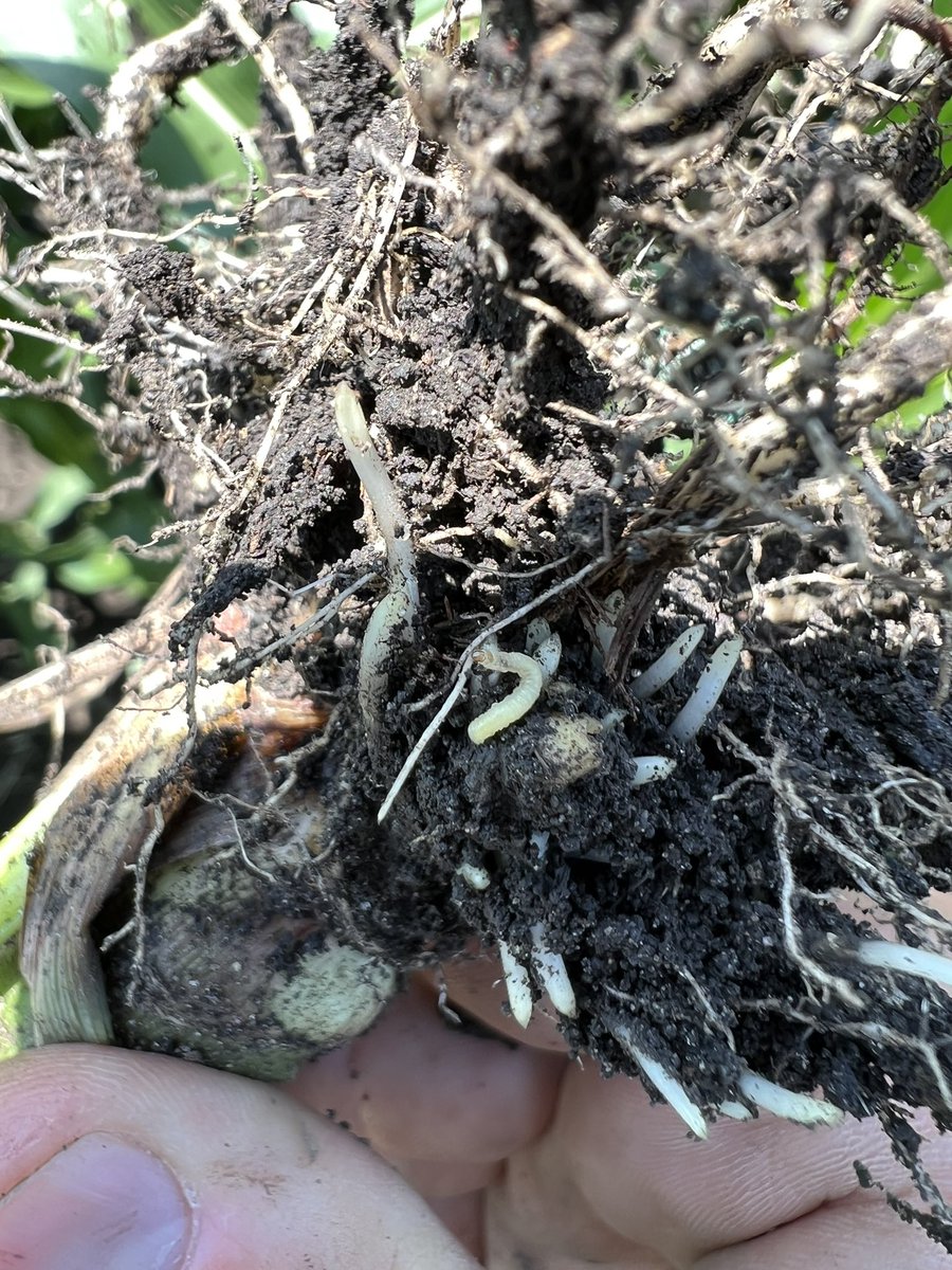 Condon Seed LLC tweet media