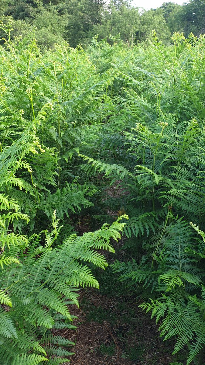 More bracken trampling tonight for Cubs: before, showing what we're doing is working; after, all the new bits flattened; and the path in showing how high it is everywhere else!
Then into the woods for Imogen to talk all about the Wood Wide Web - absolutely fascinating science!