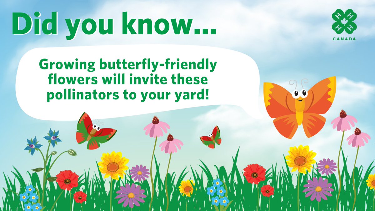 4HCanada's tweet image. #Butterflies are up next for #PollinatorWeek2023! #DYK that there are 302 resident species of butterflies in Canada? Invite these #polliantors to your garden by planting butterfly-friendly blooms such as purple coneflower &amp;amp; black-eyed Susan. 

#ProudtoBeea4Her 

@syngentacanada