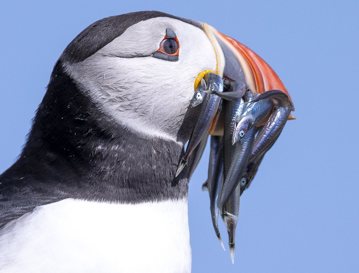 Jmitcheson1's tweet photo. Birds that always put a smile on your face isleofmay #isleofmaycharters #puffin #birding #BirdPhotography #birdwatching 
@IofMayBirdObs 
@nature_scot 
@BirdGuides 
@BirdwatchExtra 
@Britnatureguide 
@Natures_Voice https://t.co/fAMOrxQdEa