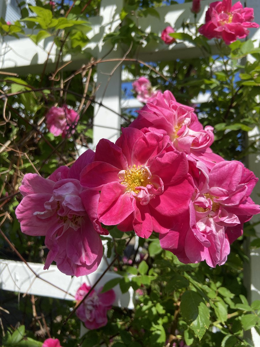 The flowers are loving sunny blue skies for the first day of summer! 

Don’t forget your copy of Summerguide 2023 to plan all of your Maine adventures! 

#maine #summerinmaine #portlandme #weatherwednesday
#firstdayofsummer