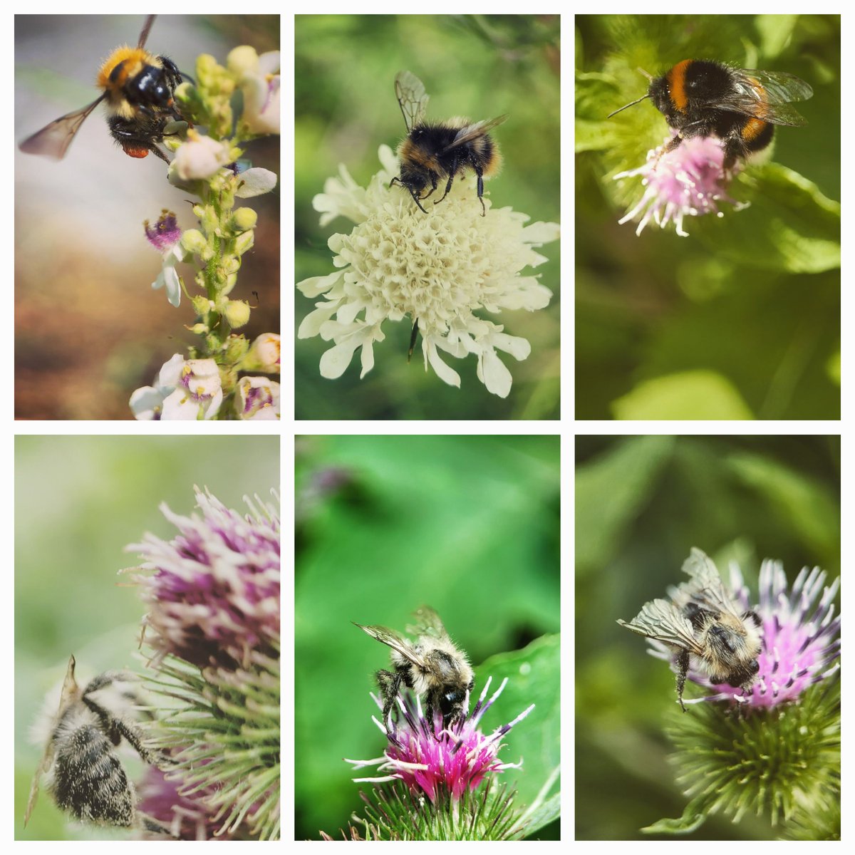 #Bumblebee