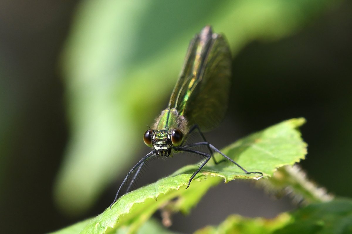 myeyemyview's tweet photo. Damselflies.
Emerald Damselfly with lunch, Banded Damoiselle with the black wing spot and mate. 
Possibly Emerald Damselfly female x2

Nikon D7500 with Sigma 100-400mm lens

@Buzz_dont_tweet @savebutterflies @insectweek  @SigmaImagingUK https://t.co/kYXxtvz7fS