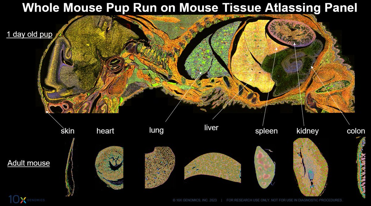 Image provided by <a href="/10xGenomics/">10x Genomics</a> of a whole mouse pup run using the #Xenium Mouse Tissue Atlassing panel! 🧬👏
