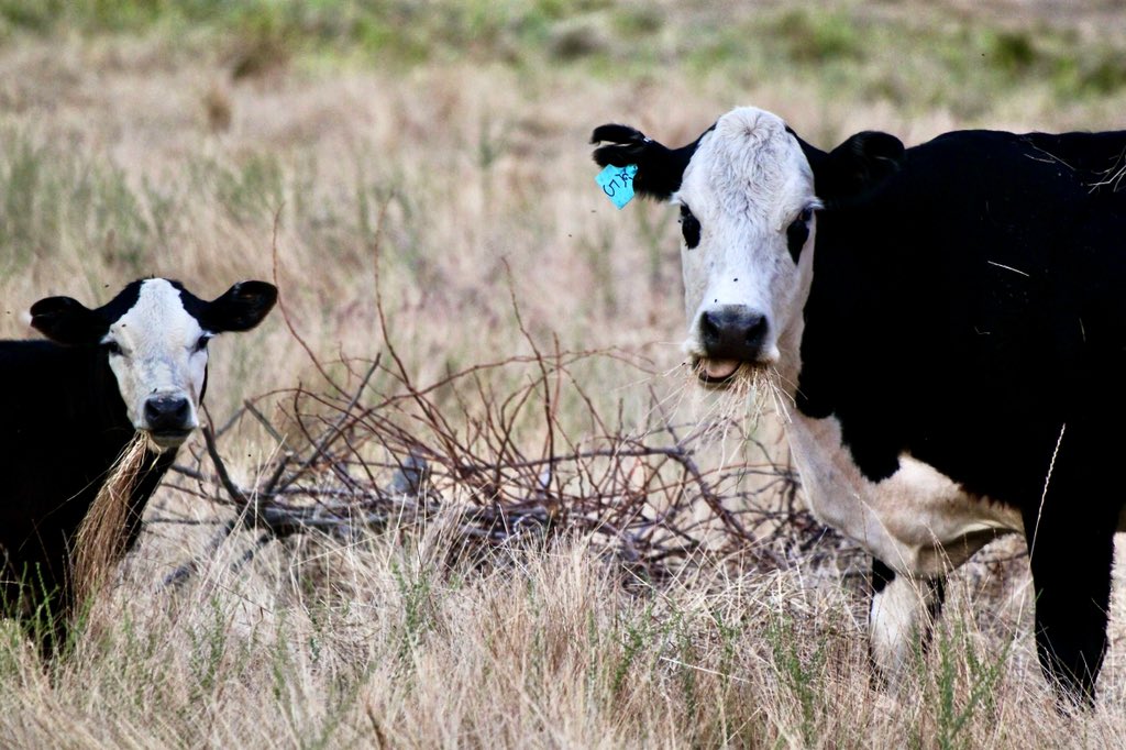 KarsonWhite5's tweet photo. It’s a cow farm… there’s gonna be cows outside 🐮🌾 https://t.co/6CDFDgYMm8