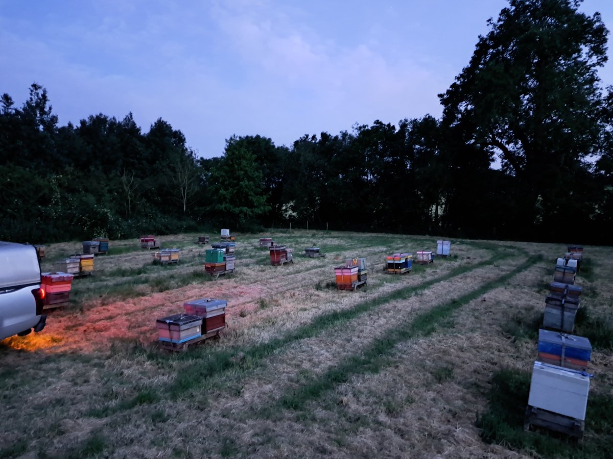 What you doing tonight? Me? Back in the apiary loading hives! It will be a late one. Its #SummerSolstice2023 Its warm too so the bees won't fancy going to bed. 
#midlandshour #staffordshirehour #smesupporthour #malvernhillshour #solihullhour #droitwichhour @derbypromo