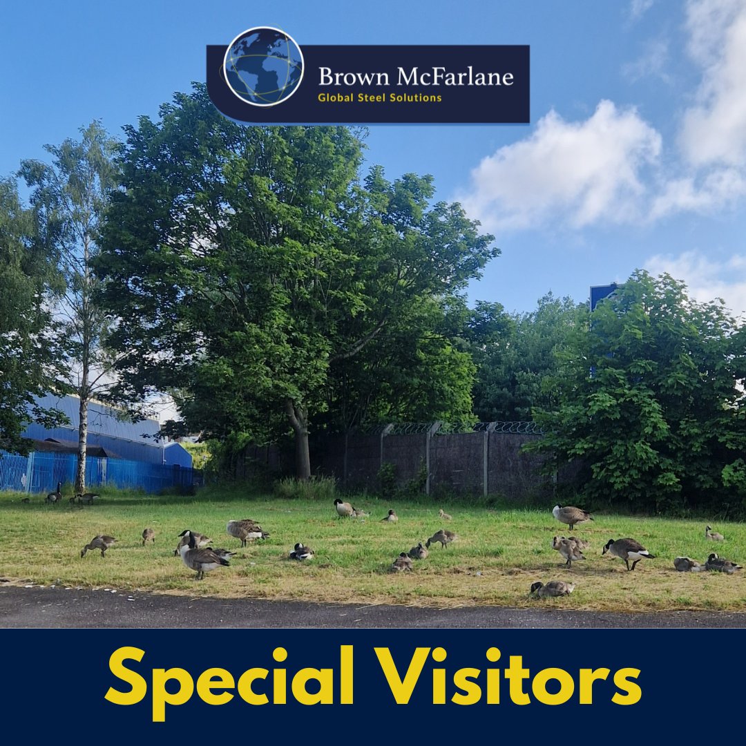 Last week 2 geese were caught wandering our new car park but we had a few more than that today as you can see!

#gaggleofgeese

#specialvisitors

#brownmac

#steelstockholder

#stokeontrent