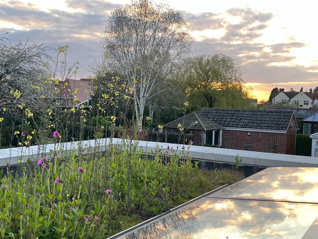 Flowers on a green roof: “Signs of spring! 

A green roof adding a beautiful and valuable addition to the biodiversity within this building design. 

 bit.ly/3mhPKHo #greenbuildings #healthybuildings #biodiversity #buildingdesign #greenroof