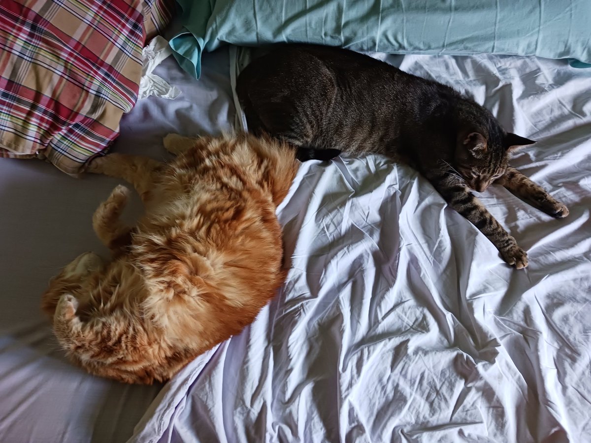 Montsinova2's tweet photo. Va, que fa dies que no us ensenyo als amors que tinc a casa... crec que es troben ben a gust tots quatre 😂😂😂
#RayPataques 🐈😍💘
#NinoMimosín 🐈⬛🥰💗
#MonniePenny 🐈🤩💖
#JúniorReborn 🐈⬛😻💝 https://t.co/AIF0UhyEwp