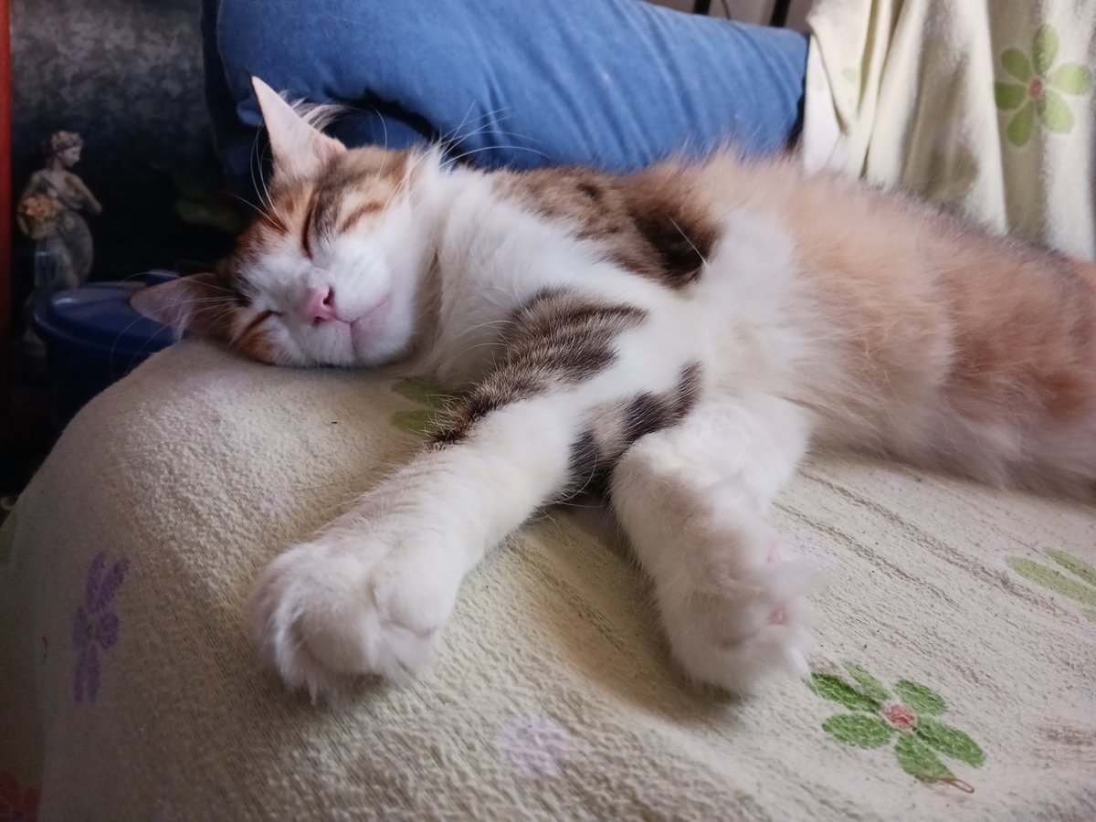 Montsinova2's tweet photo. Va, que fa dies que no us ensenyo als amors que tinc a casa... crec que es troben ben a gust tots quatre 😂😂😂
#RayPataques 🐈😍💘
#NinoMimosín 🐈⬛🥰💗
#MonniePenny 🐈🤩💖
#JúniorReborn 🐈⬛😻💝 https://t.co/AIF0UhyEwp
