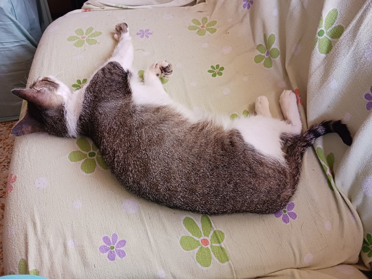 Montsinova2's tweet photo. Va, que fa dies que no us ensenyo als amors que tinc a casa... crec que es troben ben a gust tots quatre 😂😂😂
#RayPataques 🐈😍💘
#NinoMimosín 🐈⬛🥰💗
#MonniePenny 🐈🤩💖
#JúniorReborn 🐈⬛😻💝 https://t.co/AIF0UhyEwp