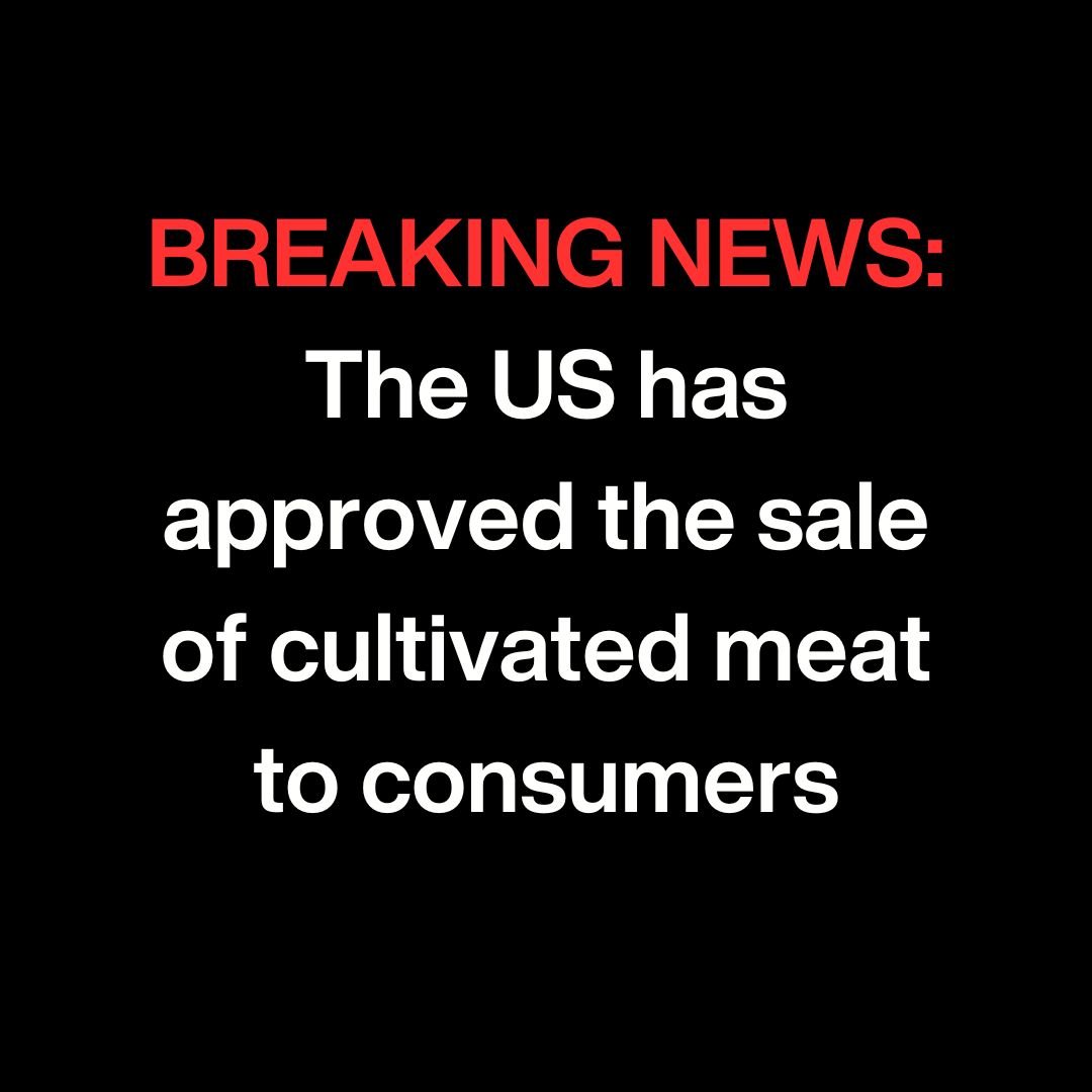 IT'S FINALLY HAPPENED: <a href="/upsidefoods/">UPSIDE Foods</a> has secured USDA approval to produce and sell cell-cultivated (lab grown) meat to US consumers 🇺🇸