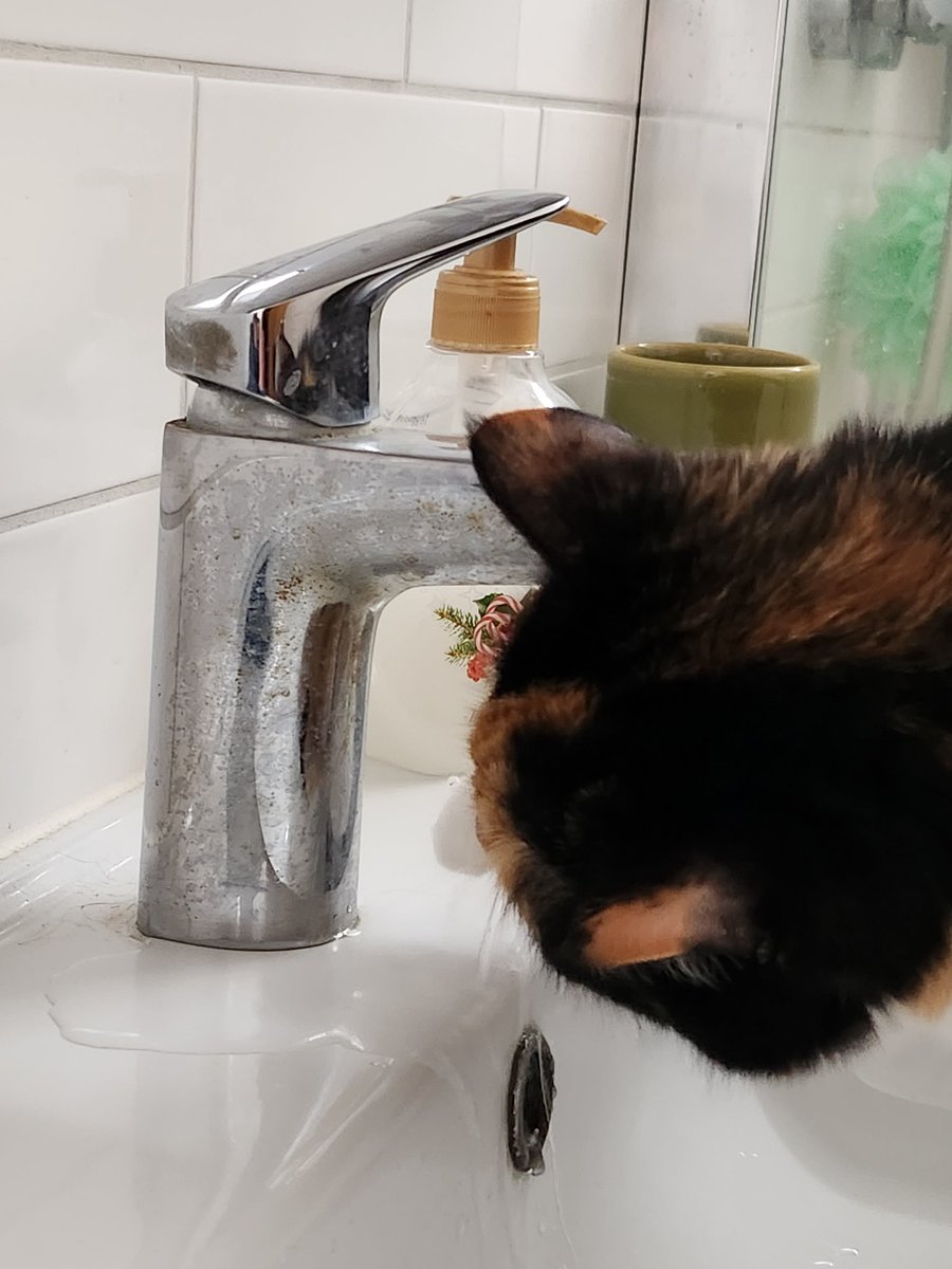 Drink waters. Make messes. That's the Harley way!

#Hedgewatch #cats #CatsOfTwitter #Iceland