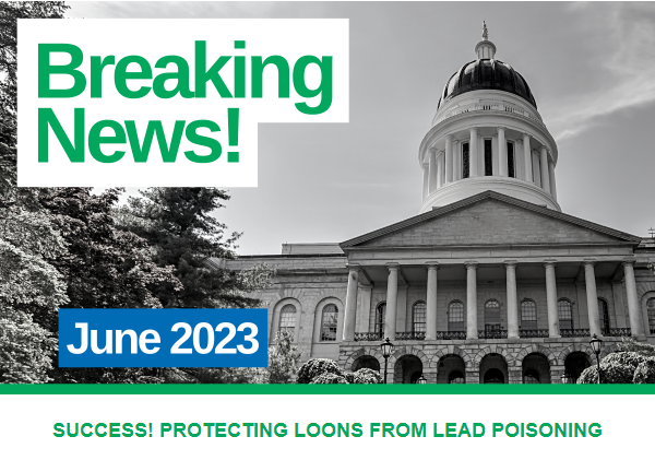 MaineAudubon's tweet image. BREAKING: Late last night @GovJanetMills signed LD 958, the bill to expand protections to Common Loons from lead poisoning, into law!

This new law phases out the use and sale of small-sized painted lead jigs. Thank you to all who supported this important initiative! #MEPolitics