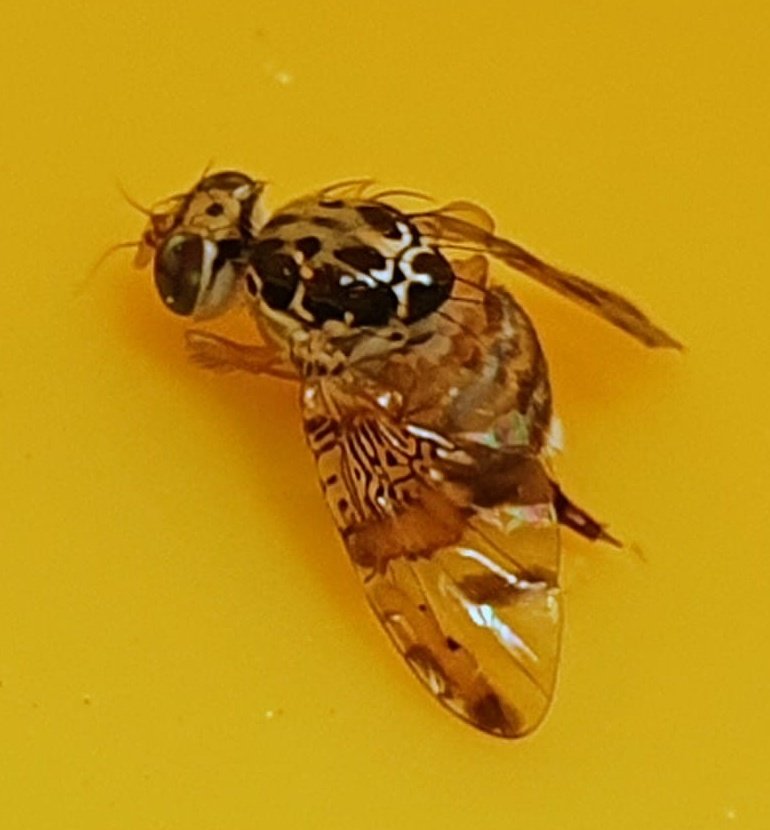 Se están produciendo unas capturas muy altas de adultos de mosca de la fruta #CeratitisCapitata. Totalmente inusuales para esta época del año.
Vigilar las parcelas de cualquier especie de fruta dulce próximas a la madurez.
Foto: <a href="/mario_agricola/">Mario</a>