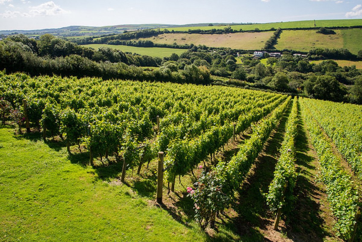🍾 LOCAL Cornish wines to sip this summer for #EnglishWineWeek inc <a href="/Knightor_Winery/">KNIGHTOR WINERY</a> <a href="/camelwinemaker/">Sam Lindo</a> | Muddy Reviews <a href="/CarbisBayEstate/">Carbis Bay Estate</a> #hotelreviews #cornwall #travelguide  - mailchi.mp/muddystilettos…