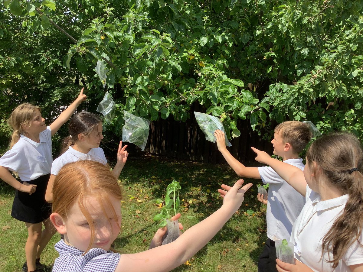 BandBschool's tweet photo. @BandBschool Team Foss having been looking at how to collect water by transpiration and condensation to keep their basil plants well watered. @eboractrust #bandbscience https://t.co/5SfUdc4eBy
