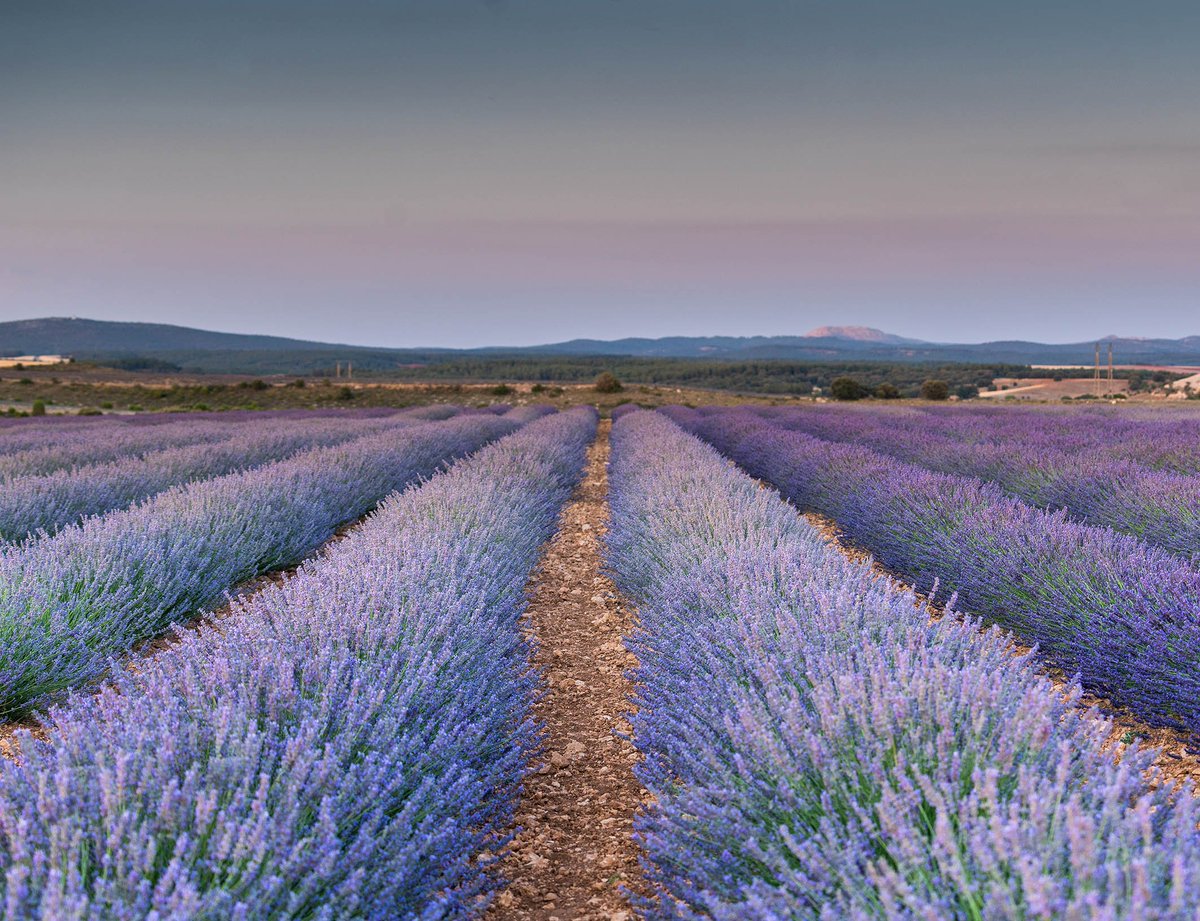 ¿Conoces los campos de lavanda de <a href="/caleruega/">Caleruega</a> en #Burgos?

✅ Un motivo más para conocer la #RutadelVinoRiberadelDuero

<a href="/CaleruegaTur/">ℹ️ Turismo Caleruega</a> <a href="/Businirmaslejos/">Burgos, sin ir más lejos</a>