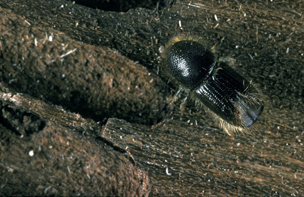 Forest Research tweet media