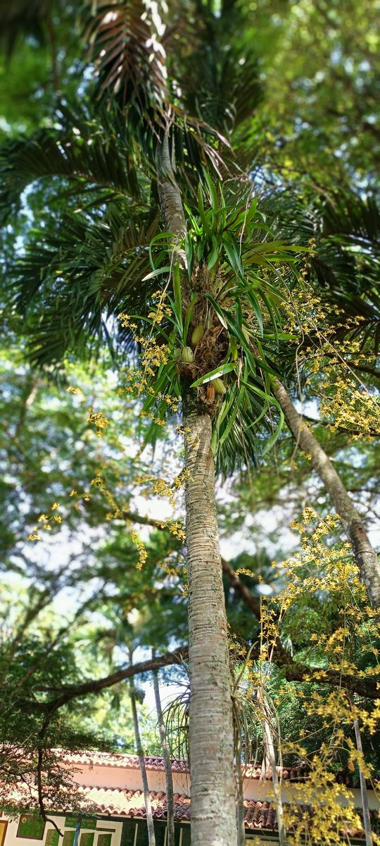 IPAFAGROUCV's tweet photo. Otro ejemplar del jardín del IPA que llega a floración por primera vez. 

#IPA #Agronomia #UCV #orquidea https://t.co/jc3CZOhcMN