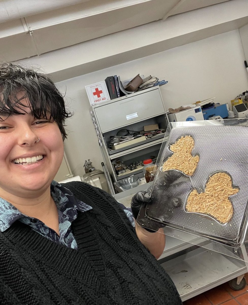 grow_bio's tweet photo. “For this project I cut a rubber duck in half, vacuum-sealed the halves to make a mold, filled the mold with mushroom mycelium substrate from #growbio & now I have a little duck made of mushroom material, which is an emerging biomaterial that can serve as a styrofoam substitute!” https://t.co/XZ0MjINe8g