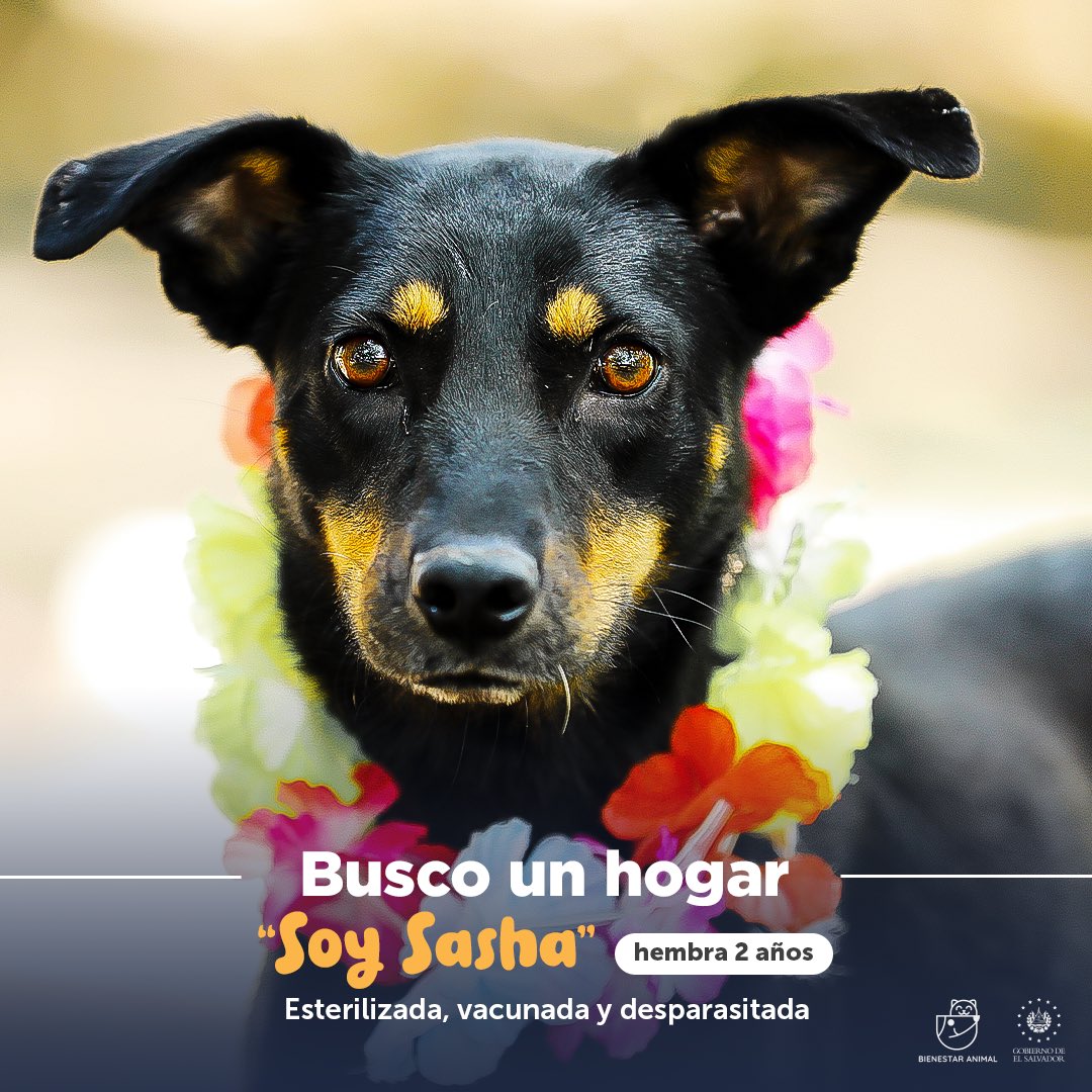 Instituto de Bienestar Animal tweet media