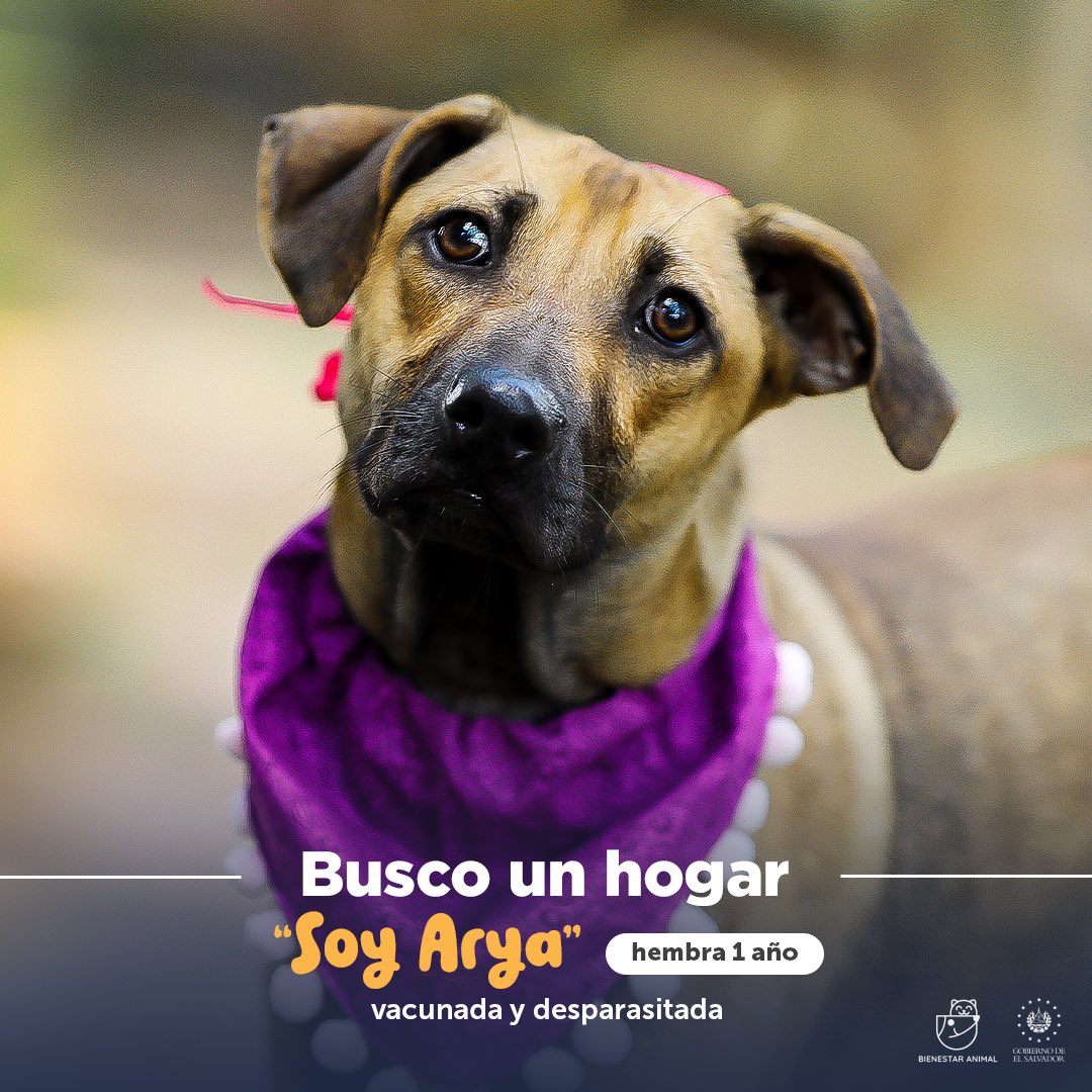 Instituto de Bienestar Animal tweet media