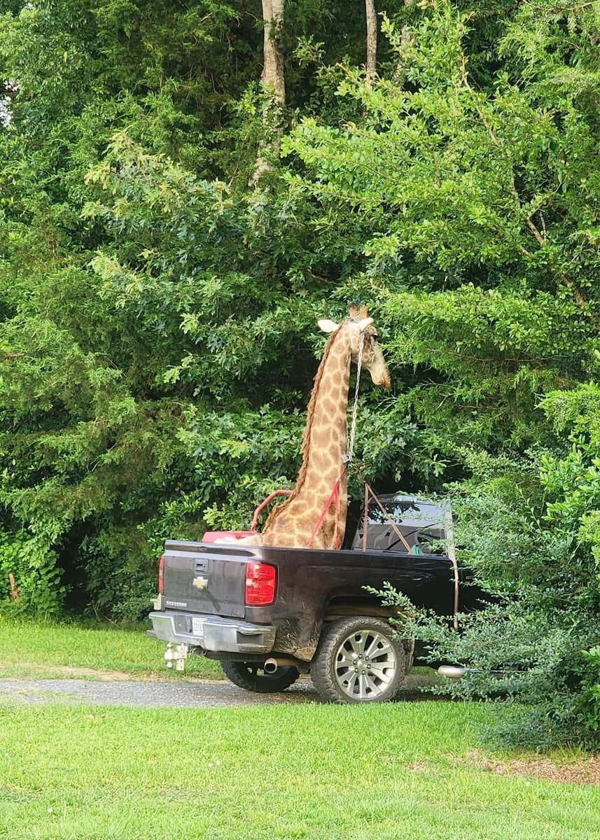 Someone in Shreveport is driving around with a giraffe in the back of their truck. Man, I miss Louisiana. @BunkiePerkins
