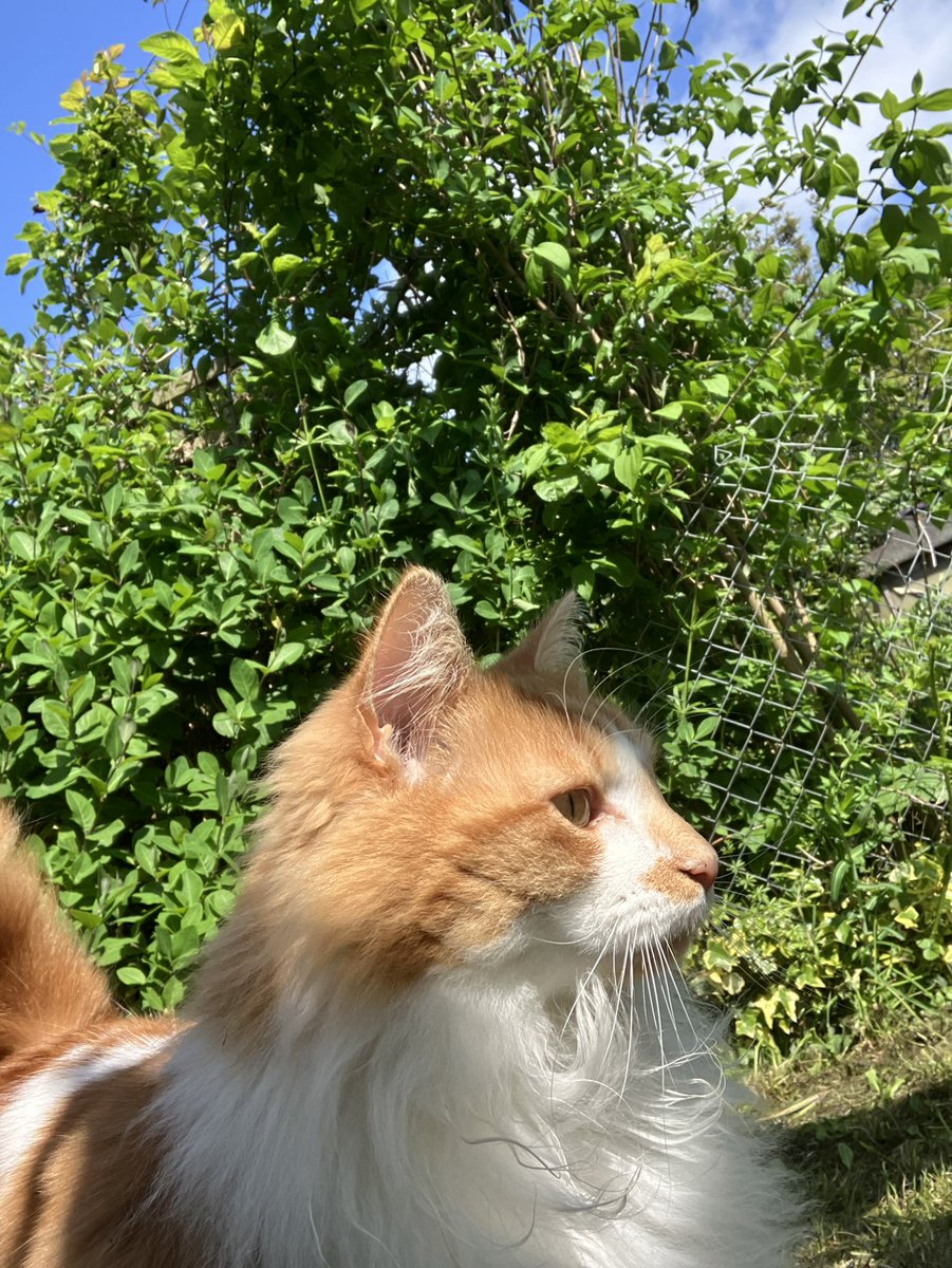 Alert whiskers dis #whiskerswednesday, nothing gonna be’s sneaking up on my muvver while hers reading in da sunshine. #hedgewatch #CatsAreFamily #CatsOnTwitter #catsoftwitter